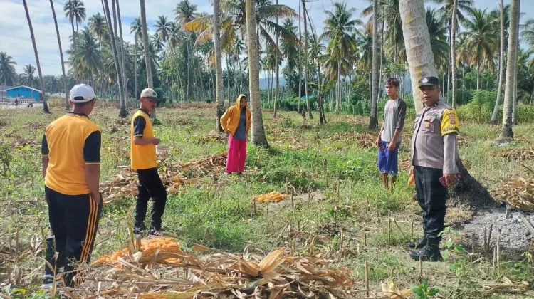 Kapolsek Ampana Kota Panen Jagung Bersama Petani di Desa Sansarino