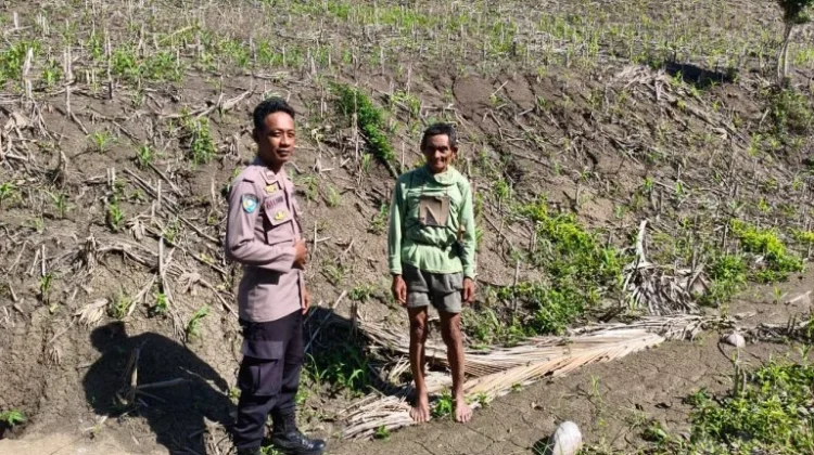 Polsek Ulubongka Touna Pantau Aktivitas Petani Jagung Desa Borneang
