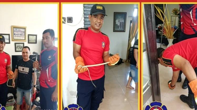 Disdamkarmat Touna Lakukan Evakuasi Ular Masuk Rumah Warga