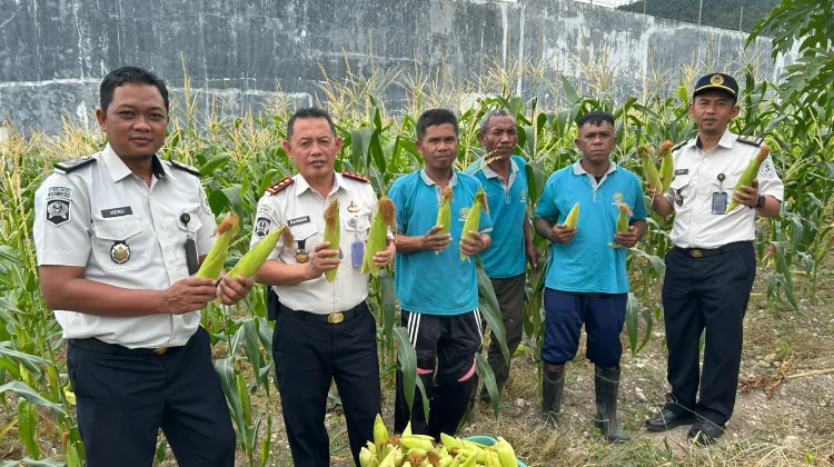 Dukung Kemandirian Pangan, Warga Binaan Lapas Luwuk Panen Jagung Perdana