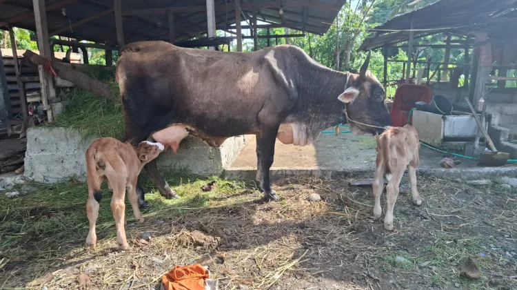 Prestasi Program Inseminasi Buatan, Sapi Pegon di Touna Kembali Beranak Kembar