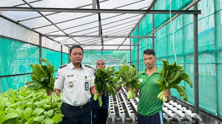 Warga Binaan Lapas Luwuk Panen Sawi Hidroponik Hasil Pembinaan Kemandirian