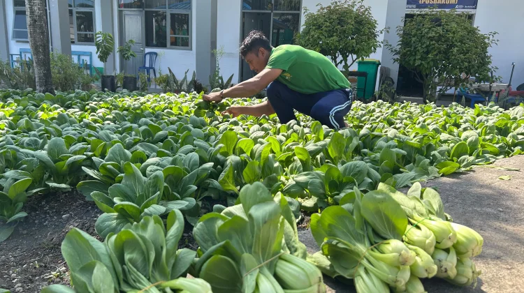 Warga Binaan Nengah Sukses Raih Hasil Panen Pakcoy Segar di Lapas Luwuk