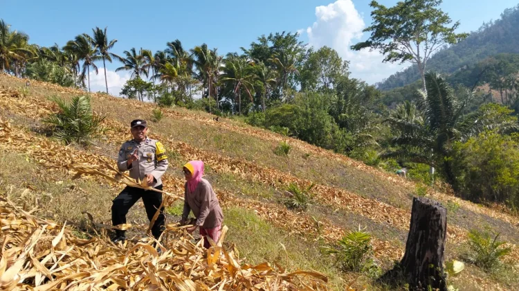 Polsek Ulubongka Touna Turun ke Lapangan Pantau Produksi Tanaman Jagung Warga