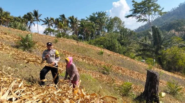 Polsek Ulubongka Cek Tanaman Jagung Dukung Ketahanan Pangan