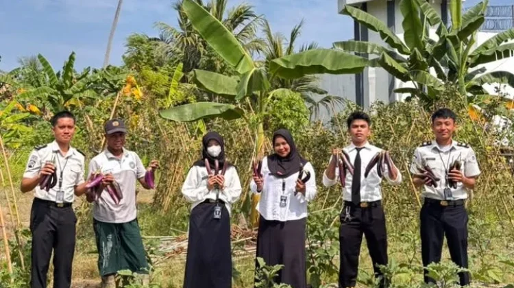 Produktif Dari Balik Jeruji, WBP Lapas Ampana Panen Terong Hasil Pertanian