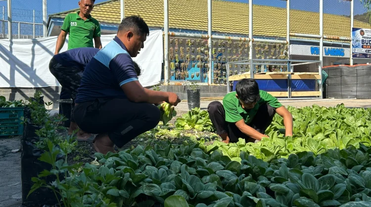 Warga Binaan Lapas Luwuk Kembali Sukses Panen 25 Kilogram Pakcoy