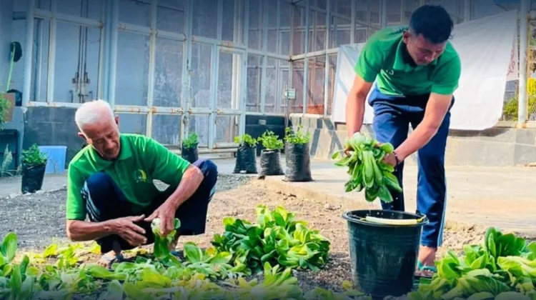 Lapas Luwuk Panen 25 Kilogram Pakcoy Dukung Ketahanan Pangan