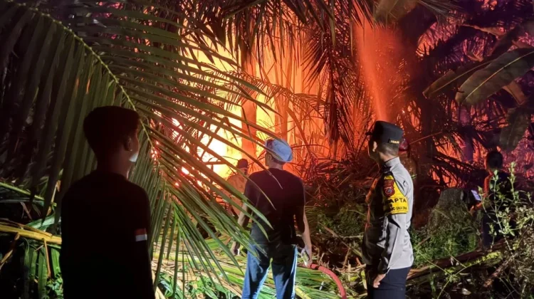 Api Lahap Lahan di Jalan Burung Maleo, Petugas Bergerak Cepat