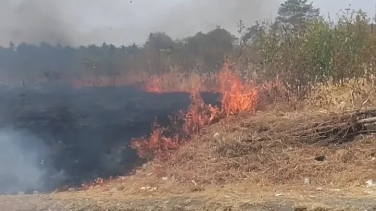Kades dan Warga Desa Uetoli Touna Bahu Membahu Padamkan Api Karhutla