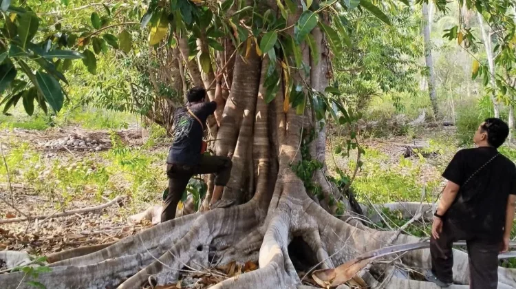 Bakti Hijau Buka Buka Kepulauan Togean, Upaya Reconnect Pulihkan Hutan