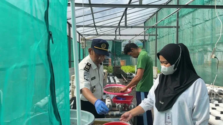 Lapas Luwuk Kembali Panen 8 Kilogram Maggot - RRI.co.id