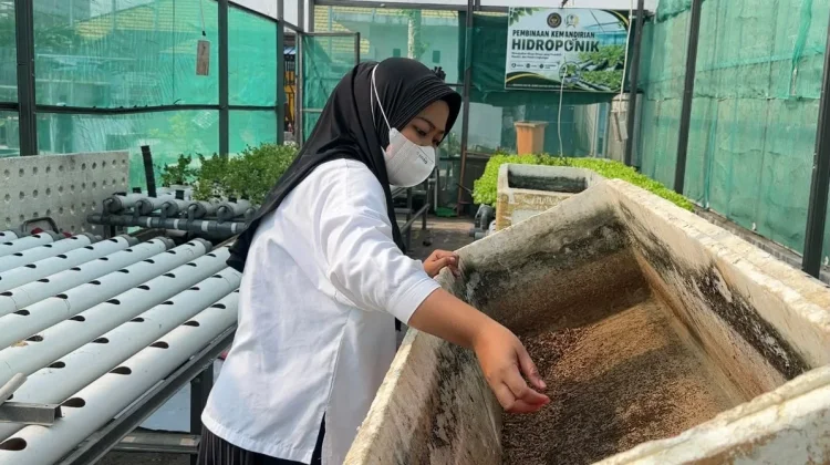 Lapas Luwuk Kembali Panen 8 Kilogram Maggot - RRI.co.id