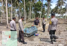 Kapolsek Ampana Kota Tinjau Lahan Jagung, Dukung Ketahanan Pangan