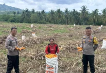 Kapolsek Ampana Kota Pantau Panen Jagung Padang Tumbuo