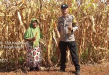 Polsek Tojo Kawal Panen Jagung di Desa Uekuli