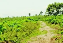 Petani Touna Berharap Dukungan Legalitas Pemanfaatan Lahan Pertanian Area Hutan