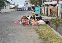 Warga Uentanaga Bawah Keluhkan Ternak Bebas Berkeliaran di Jalan