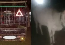 Nekat Curi Sapi Seorang Warga Ratolindo Touna di Amankan Polisi