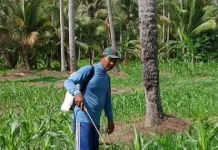 Dukungan Pemda Touna Meningkatkan Produktivitas Pangan Masih Minim