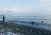 Lumba-Lumba jadi Daya Tarik Wisata Pantai Urban Park Bailo