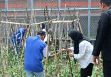 Lapas Luwuk Kembangkan Pertanian Hortikultura Warga Binaan