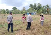 Dukung Ketahanan Pangan, Kapolsek Ampana Kota Tinjau Lahan Jagung