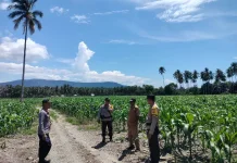 Polsek Ampana Kota Pantau Lahan Jagung di Sabulira Toba, Dukung Ketahanan Pangan
