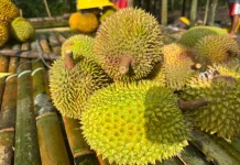 Durian Nambo dan Asaan Diusung, Banggai menuju Sejarah Baru Indikasi Geografis