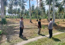 Gukung Ketahanan Pangan, Kapolsek Ampana Kota Tinjau Lahan Jagung di Desa Buntong