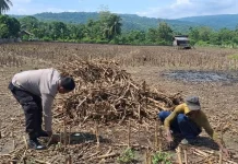 Kapolsek Tojo Tinjau Kesiapan Lahan Jagung Program Ketahanan Pangan