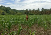 BUMDes Berperan Penting Memperkuat Ketahanan Pangan Lokal