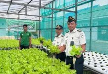 Warga Binaan Lapas Luwuk Sukses Budidaya Sayur Hidroponik