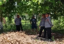 Jelang Panen Serentak, Polres Touna Periksa Lahan Jagung di Desa Sumoli
