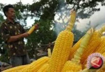 Penyaluran Bantuan Petani dan Nelayan di Tojo Una-Una Belum Tepat Sasaran