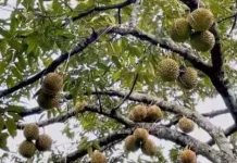 Budidaya Durian Jadi Andalan Sektor Pertanian Desa Matako Touna