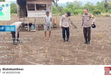 Polres Touna Dampingi Petani Jagung Wujudkan Ketahanan Pangan Nasional