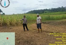 Dukung Ketahanan Pangan Nasional, Polsek Tojo Tinjau Perkebunan Jagung