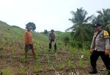 Polsek Ulubongka Lakukan Pendampingan Petani Jagung Dukung Ketahanan Pangan