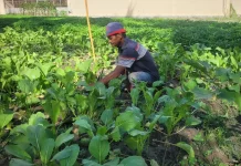 SAE Lapas Palu Panen 40 Kilogram Sawi Segar dari Lahan Produktif
