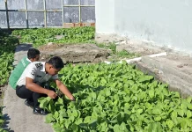 Lapas Luwuk Gelar Panen Sayur Dukung Ketahanan Pangan