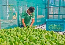 Dukung Program Ketahanan Pangan, Warga Binaan Lapas Luwuk Sukses Panen Sayuran