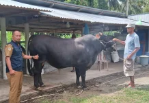 Touna Terima Sapi Kurban Presiden RI, Bobot Capai 800 Kilogram Jenis Limosin