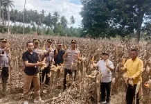 Dukung Ketahanan Pangan, Polres Touna Dampingi Panen Raya Jagung