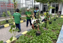 Lapas Luwuk Panen Pakcoy, Perkuat Ketahanan Pangan Daerah
