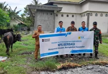 PLN Nusantara Power Services PLTU Ampana Serahkan 2 Ekor Sapi Kurban Kewarga Sabo