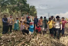 Personel Polsubsektor Mepanga Dampingi Petani Panen Jagung