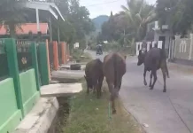 Warga Ampana Tete Touna Keluhkan Maraknya Ternak Sapi Berkeliaran di Jalan Raya