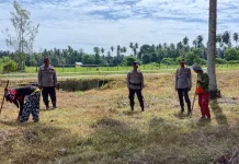 Kapolsek Ampana Kota Apresiasi Kerja Keras Petani Jagung Desa Padang Tumbuo