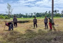 Dukung Ketahanan Pangan, Kapolsek Ampana Kota Cek Lahan Jagung di Padang Tumbuo